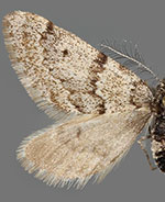 Tescalsia minata