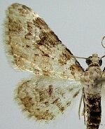 Eupithecia neremorata