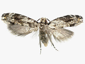 Dryadaula nr. visaliella