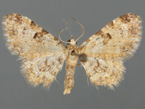 Eupithecia ochrocarneata