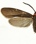 Acoloithus novaricus