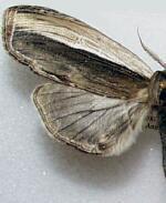 Truncaptera inopinata