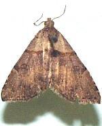 Nychioptera basipallida