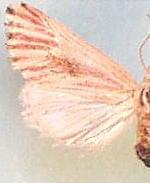 Lythrodes venatus