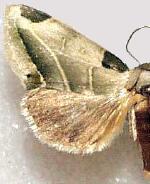 Heminocloa mirabilis
