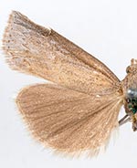 Neodactria murellus