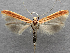Caloptilia invariabilis