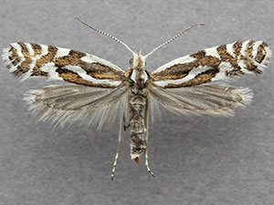 Plutella notabilis