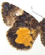 Annaphila lithosina