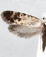 Prodoxus tamaulipellus