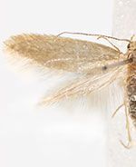 Argyresthia flexilis