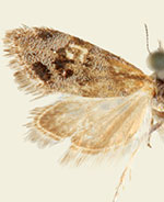 Tebenna xeronastes