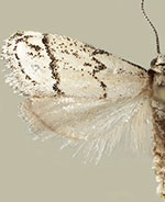 Cacotherapia lecerfialis