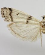 Myelopsoides venustus