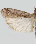 Olybria furciferella