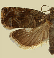 Olethreutes galevora