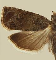 Olethreutes galevora