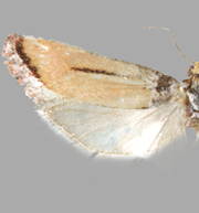 Rhyacionia salmonicolor