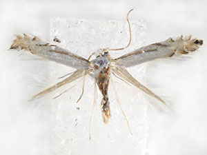 Phyllonorycter argentifimbriella