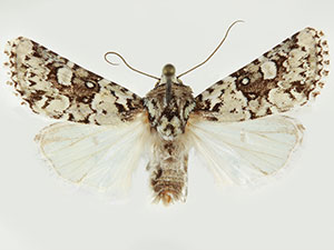 Lacinipolia tricornuta