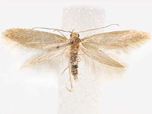 Argyresthia flexilis