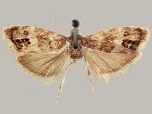 Neocaloreas japygia
