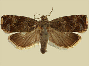 Olethreutes galevora