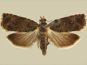 Olethreutes galevora