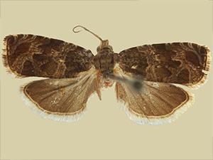 Olethreutes galevora