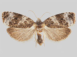 Olethreutes buckellana