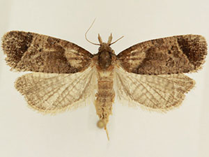 Phtheochroa terminana