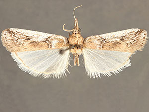 Alberada bidentella