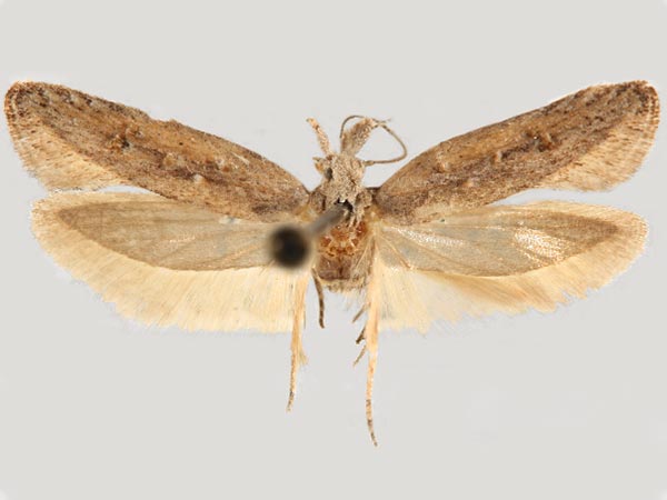 Moth Photographers Group – Pyramidobela agyrtodes – 0961.2