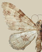 Eupithecia irremorata