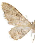 Eupithecia tremorata