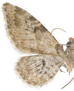 Eupithecia remorata