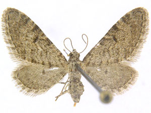 Eupithecia coconinoensis