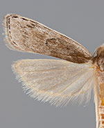 Eupragia banis