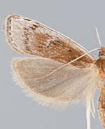 Eupragia banis
