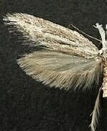 Pleurota albastrigulella