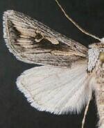 Protogygia biclavis
