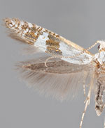 Argyresthia inscriptella