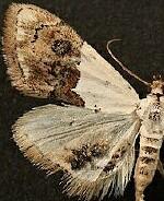 Lipocosma albinibasalis