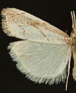Fissicrambus albilineellus