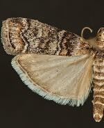 Dioryctria pentictonella