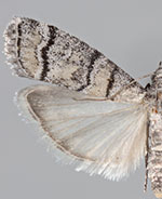 Dioryctria subtracta