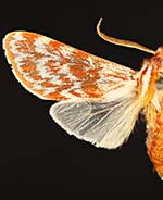 Lophocampa significans