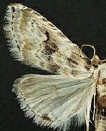 Phobolosia anfracta