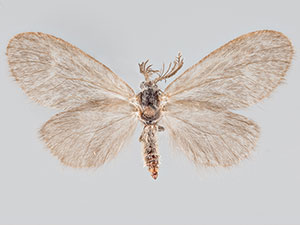 Eucoloneura fragilis