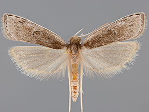 Eupragia banis